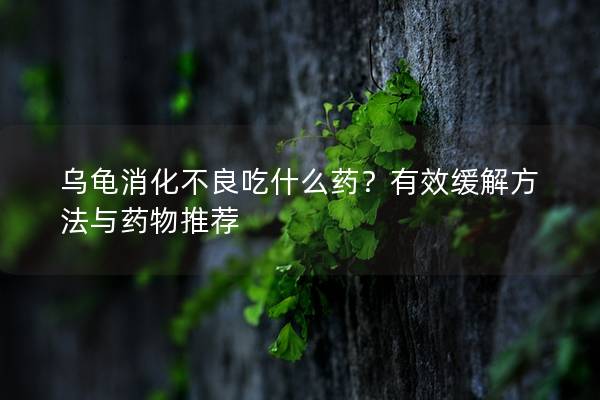 乌龟消化不良吃什么药？有效缓解方法与药物推荐
