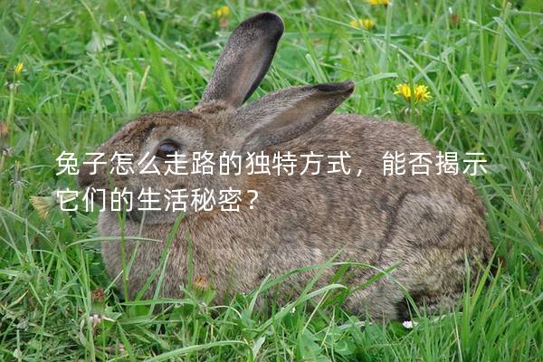 兔子怎么走路的独特方式，能否揭示它们的生活秘密？