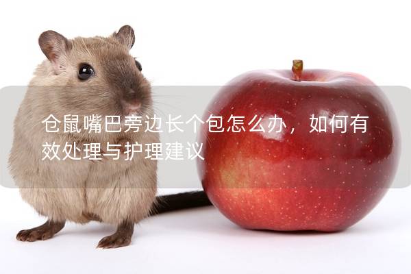 仓鼠嘴巴旁边长个包怎么办，如何有效处理与护理建议