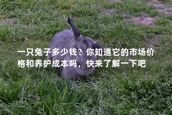 一只兔子多少钱？你知道它的市场价格和养护成本吗，快来了解一下吧