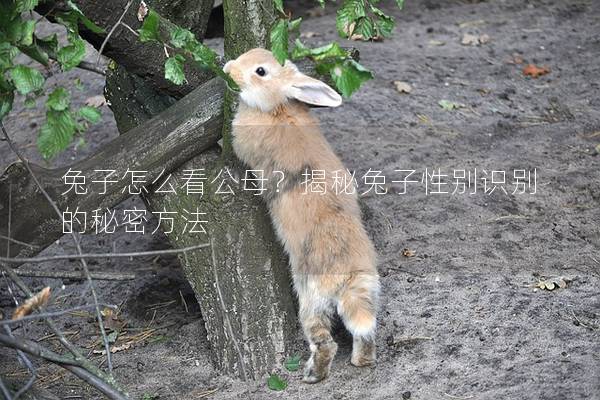 兔子怎么看公母？揭秘兔子性别识别的秘密方法