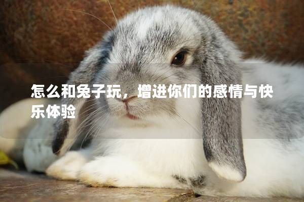 怎么和兔子玩，增进你们的感情与快乐体验