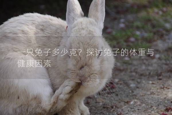 一只兔子多少克？探讨兔子的体重与健康因素