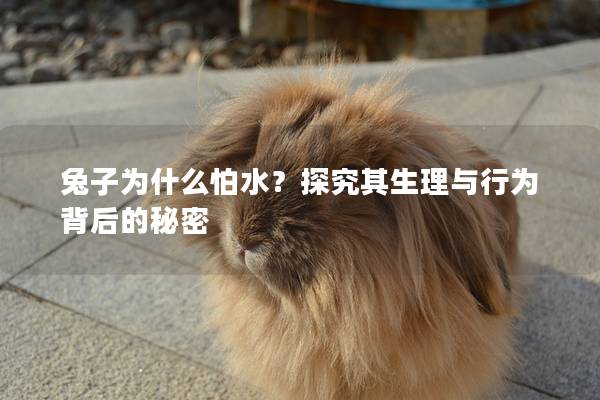兔子为什么怕水？探究其生理与行为背后的秘密