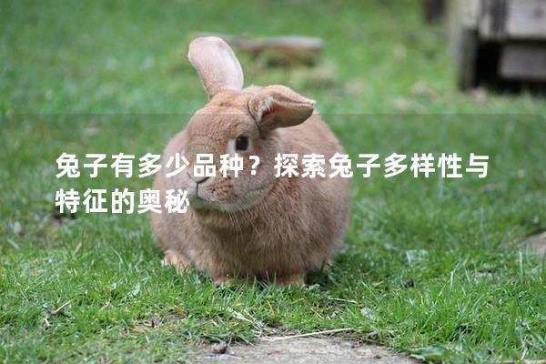 兔子有多少品种？探索兔子多样性与特征的奥秘