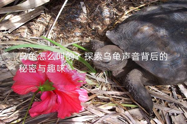 乌龟怎么叫的？探索乌龟声音背后的秘密与趣味