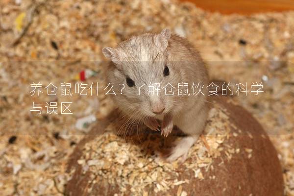 养仓鼠吃什么？了解仓鼠饮食的科学与误区