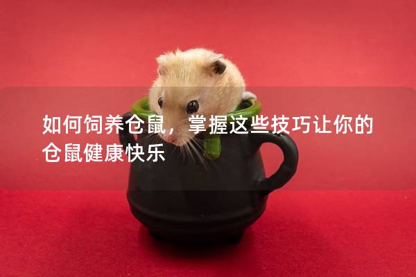 如何饲养仓鼠，掌握这些技巧让你的仓鼠健康快乐