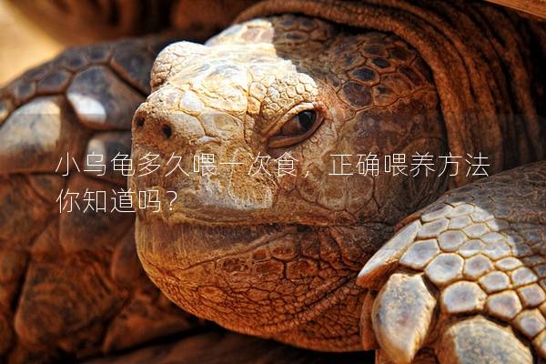 小乌龟多久喂一次食，正确喂养方法你知道吗？