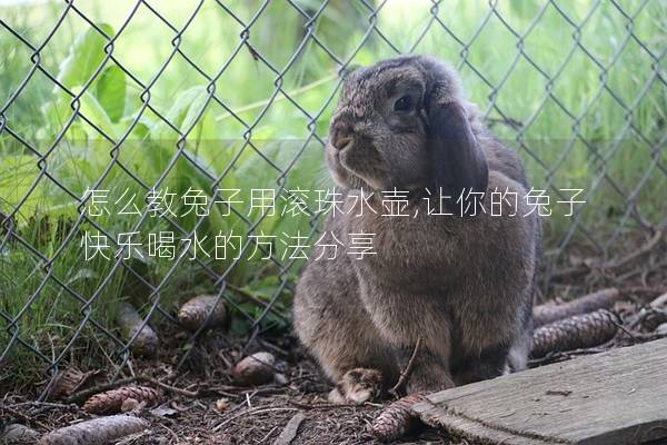 怎么教兔子用滚珠水壶,让你的兔子快乐喝水的方法分享