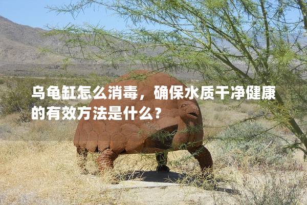 乌龟缸怎么消毒，确保水质干净健康的有效方法是什么？