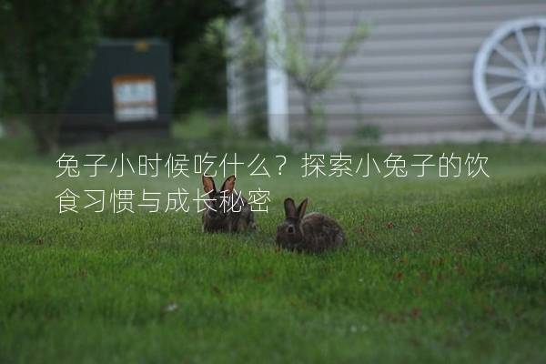 兔子小时候吃什么？探索小兔子的饮食习惯与成长秘密