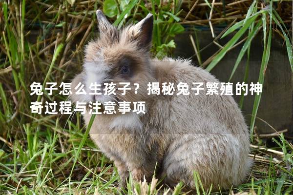 兔子怎么生孩子？揭秘兔子繁殖的神奇过程与注意事项