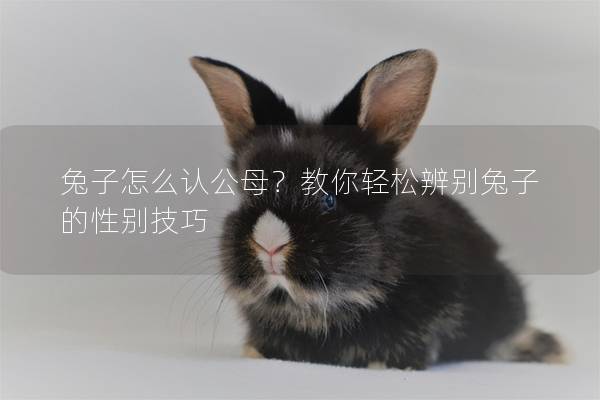 兔子怎么认公母？教你轻松辨别兔子的性别技巧