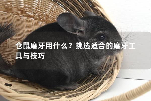 仓鼠磨牙用什么？挑选适合的磨牙工具与技巧