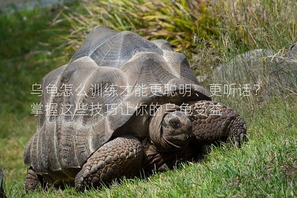 乌龟怎么训练才能更聪明、更听话？掌握这些技巧让你的乌龟受益
