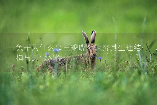 兔子为什么是三瓣嘴？探究其生理结构与进食习性