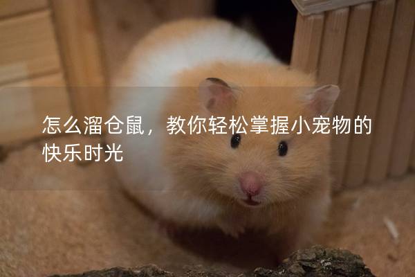 怎么溜仓鼠，教你轻松掌握小宠物的快乐时光