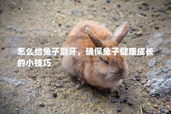 怎么给兔子磨牙，确保兔子健康成长的小技巧