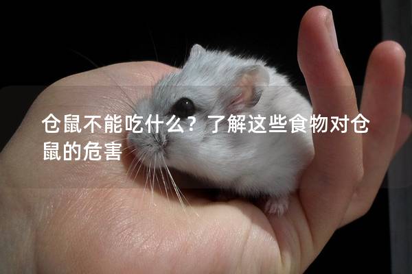 仓鼠不能吃什么？了解这些食物对仓鼠的危害