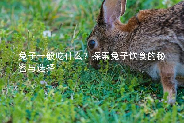 兔子一般吃什么？探索兔子饮食的秘密与选择