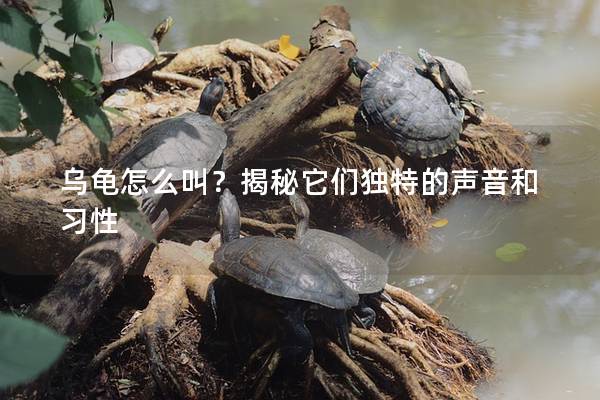 乌龟怎么叫？揭秘它们独特的声音和习性
