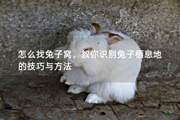 怎么找兔子窝，教你识别兔子栖息地的技巧与方法