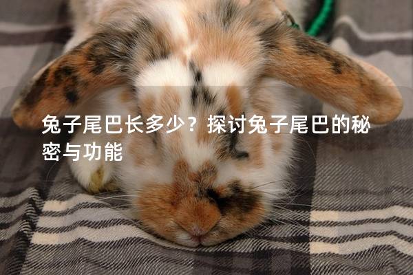 兔子尾巴长多少？探讨兔子尾巴的秘密与功能