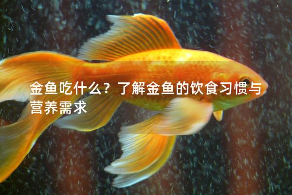 金鱼吃什么？了解金鱼的饮食习惯与营养需求