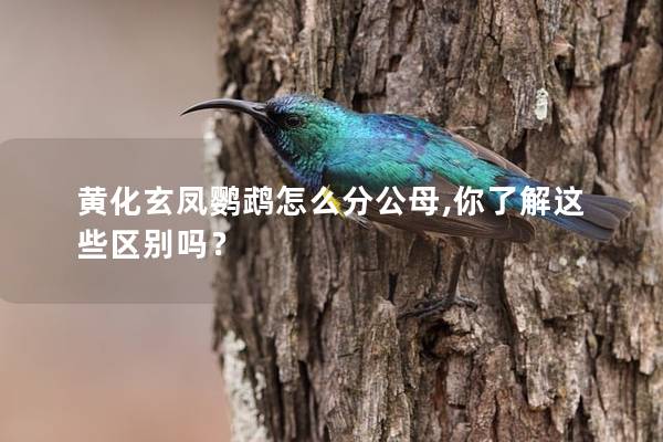黄化玄凤鹦鹉怎么分公母,你了解这些区别吗？