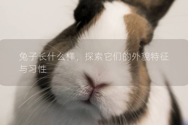 兔子长什么样，探索它们的外貌特征与习性
