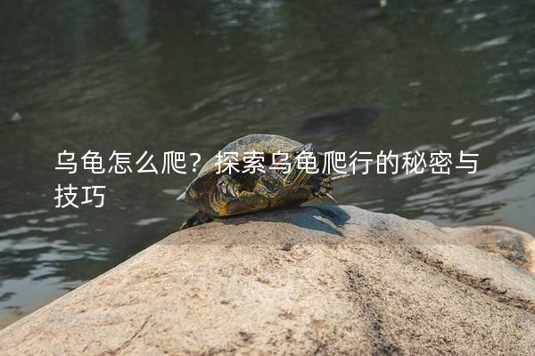 乌龟怎么爬？探索乌龟爬行的秘密与技巧