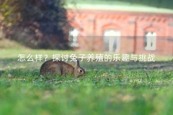 怎么样？探讨兔子养殖的乐趣与挑战