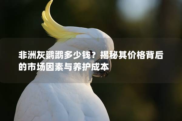 非洲灰鹦鹉多少钱？揭秘其价格背后的市场因素与养护成本