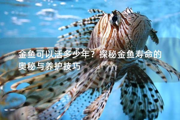 金鱼可以活多少年？探秘金鱼寿命的奥秘与养护技巧