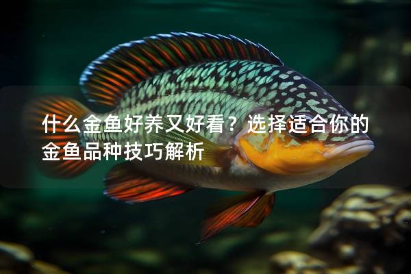 什么金鱼好养又好看？选择适合你的金鱼品种技巧解析