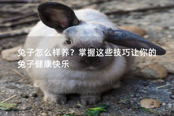 兔子怎么样养？掌握这些技巧让你的兔子健康快乐