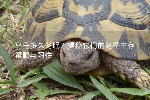 乌龟多久冬眠？揭秘它们的冬季生存策略与习性