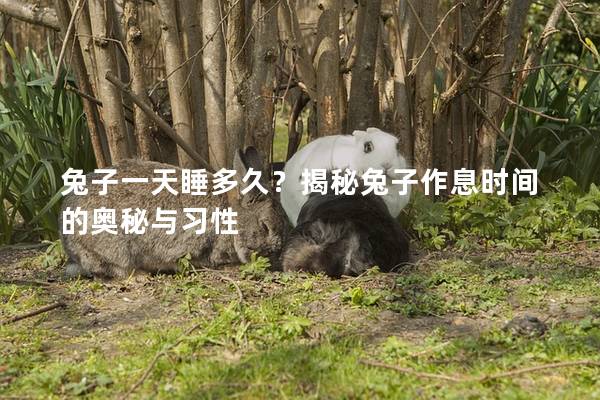 兔子一天睡多久？揭秘兔子作息时间的奥秘与习性