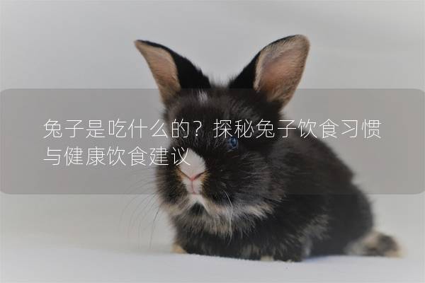 兔子是吃什么的？探秘兔子饮食习惯与健康饮食建议