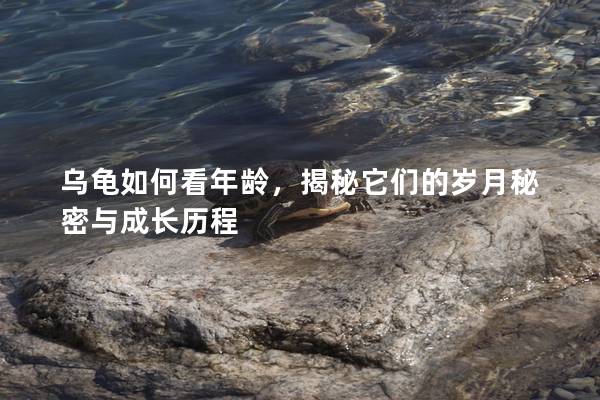 乌龟如何看年龄，揭秘它们的岁月秘密与成长历程