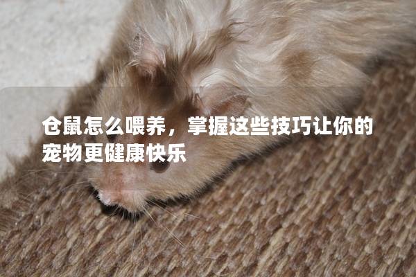 仓鼠怎么喂养，掌握这些技巧让你的宠物更健康快乐