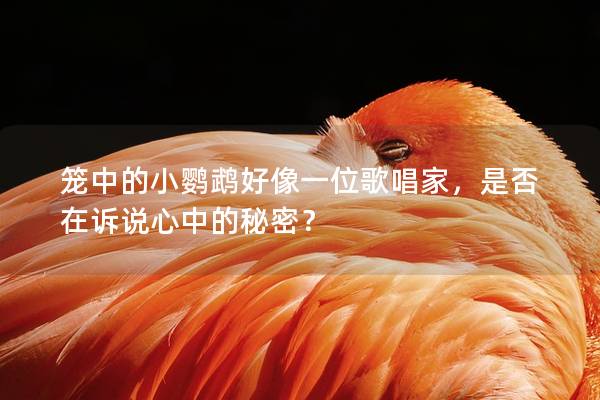 笼中的小鹦鹉好像一位歌唱家，是否在诉说心中的秘密？