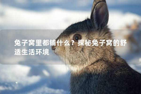 兔子窝里都铺什么？探秘兔子窝的舒适生活环境