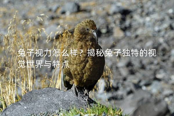 兔子视力怎么样？揭秘兔子独特的视觉世界与特点