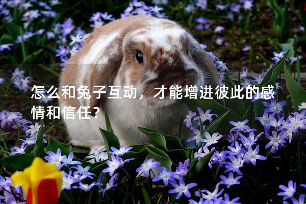怎么和兔子互动，才能增进彼此的感情和信任？