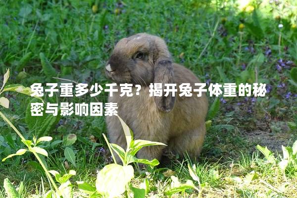 兔子重多少千克？揭开兔子体重的秘密与影响因素