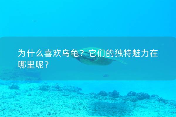 为什么喜欢乌龟？它们的独特魅力在哪里呢？