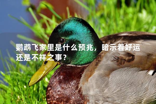 鹦鹉飞家里是什么预兆，暗示着好运还是不祥之事？