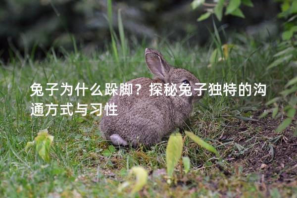 兔子为什么跺脚？探秘兔子独特的沟通方式与习性